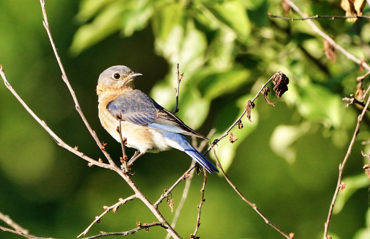 Eastern Bluebird - ML633822535