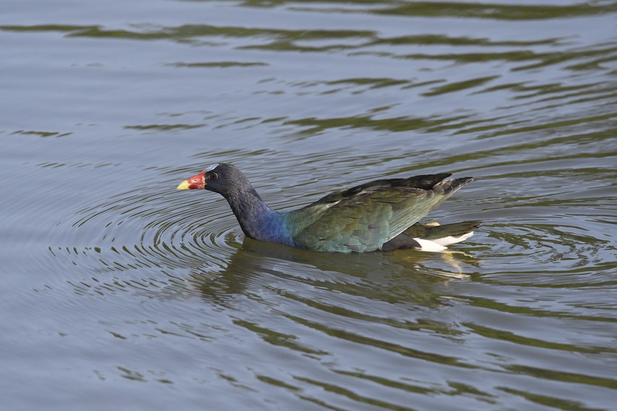 Purple Gallinule - ML633822537