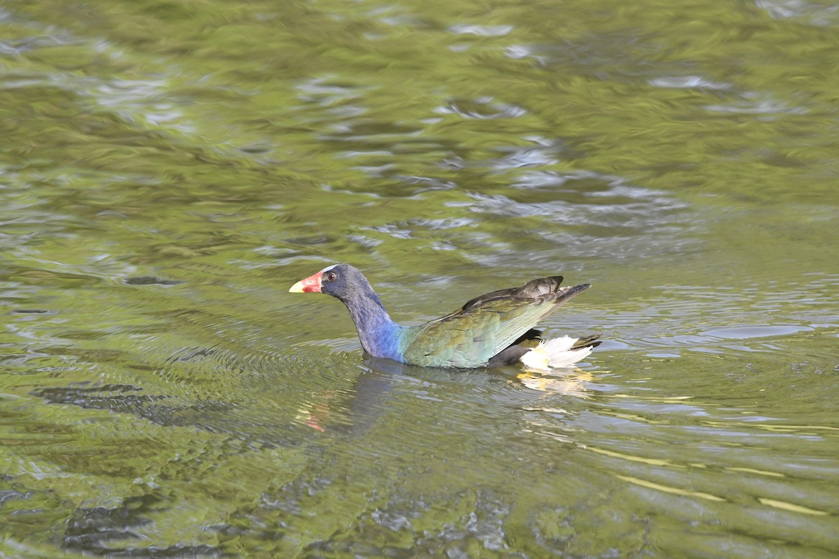 Purple Gallinule - ML633822548