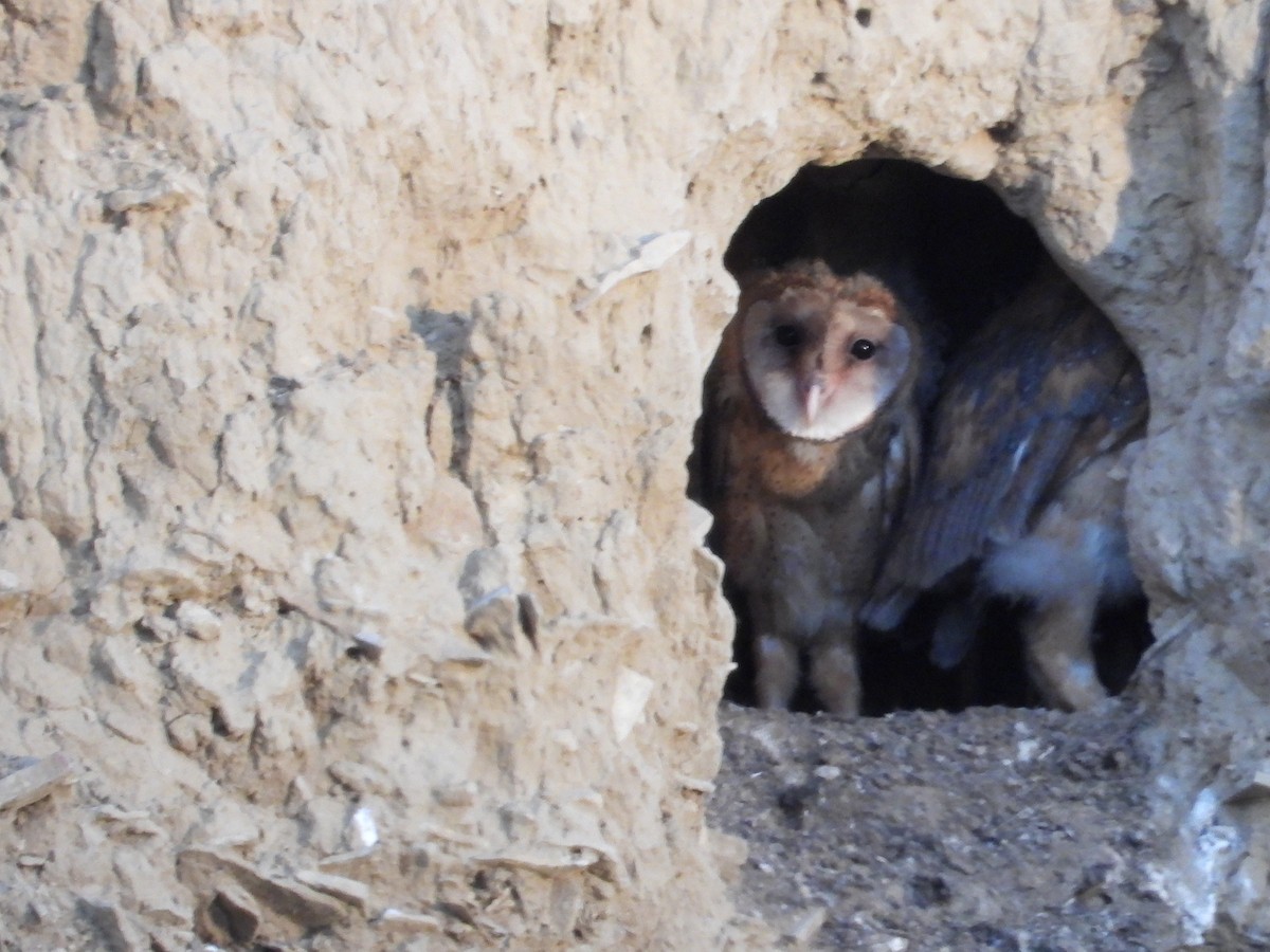 American Barn Owl - ML633822572
