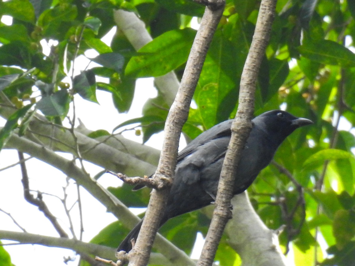 Wallacean Cuckooshrike - ML63382261