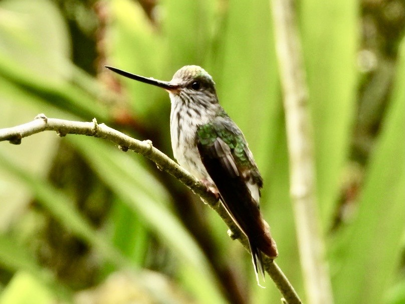 Tooth-billed Hummingbird - ML633822708