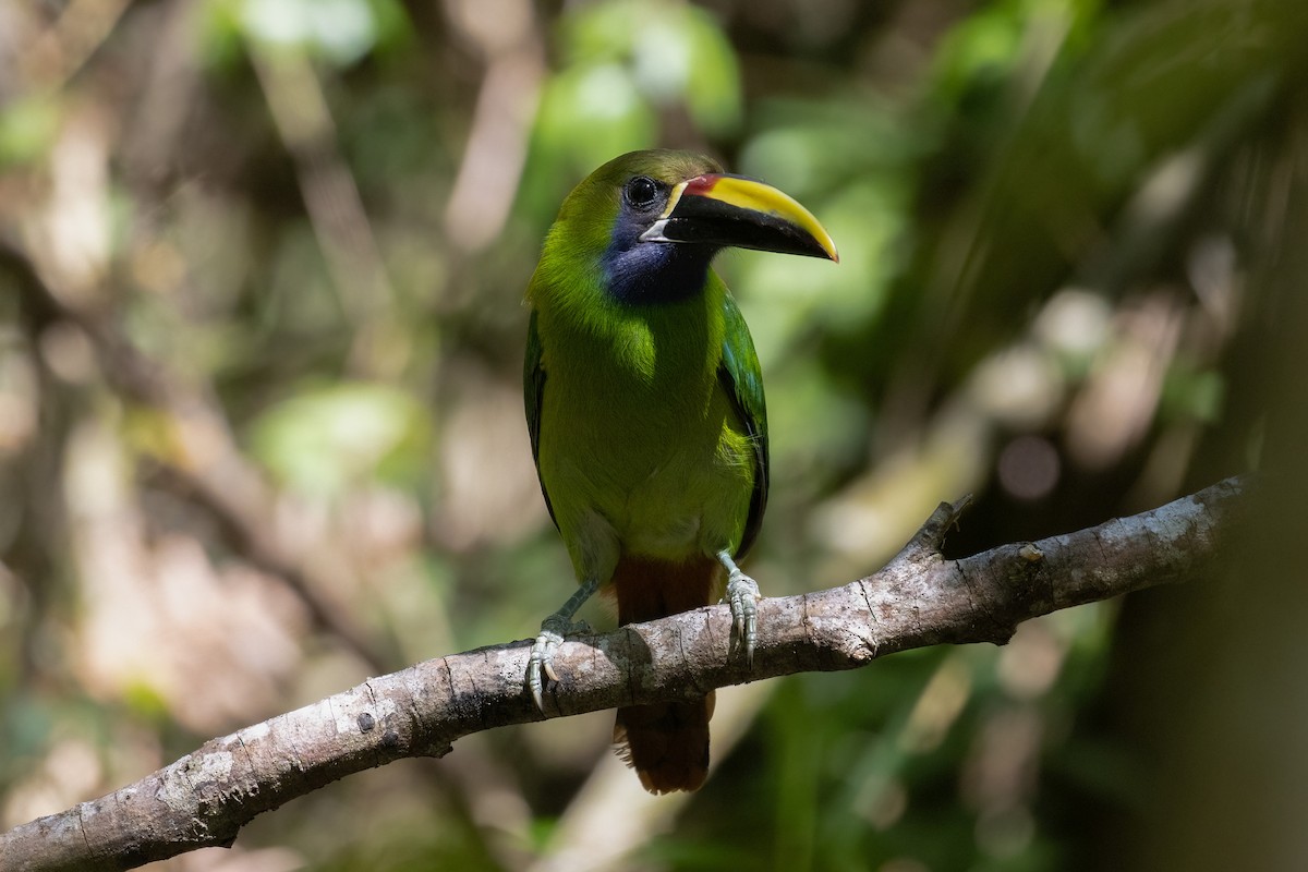 arassari smaragdový - ML633823314