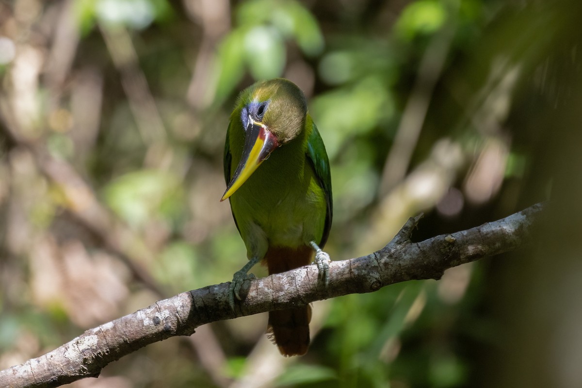 arassari smaragdový - ML633823317