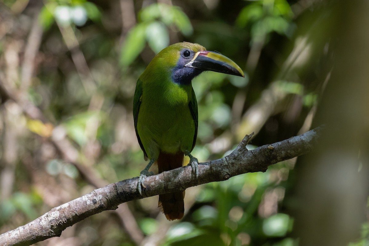 arassari smaragdový - ML633823328