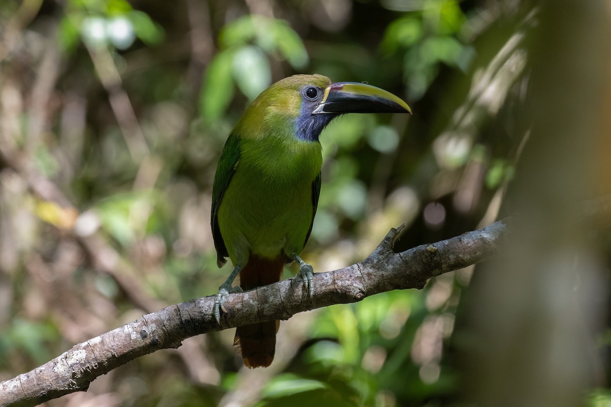 arassari smaragdový - ML633823333