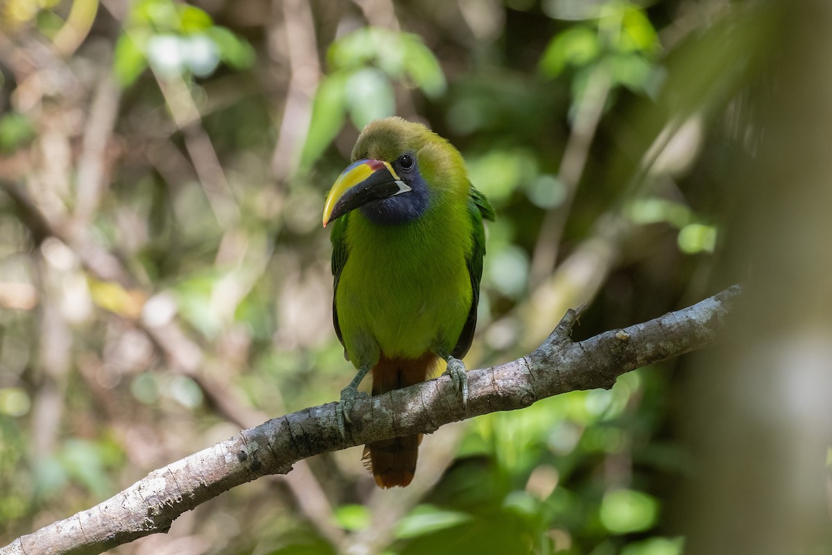 arassari smaragdový - ML633823337