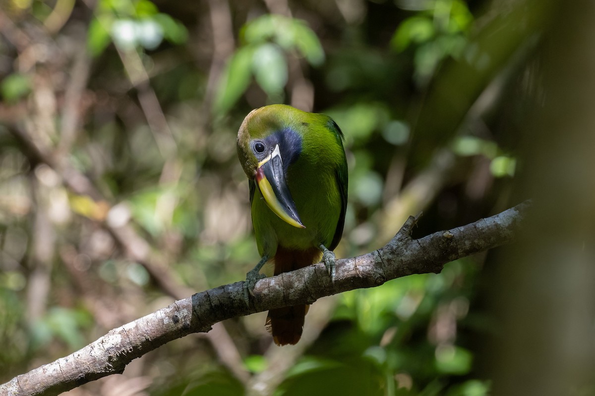 arassari smaragdový - ML633823342