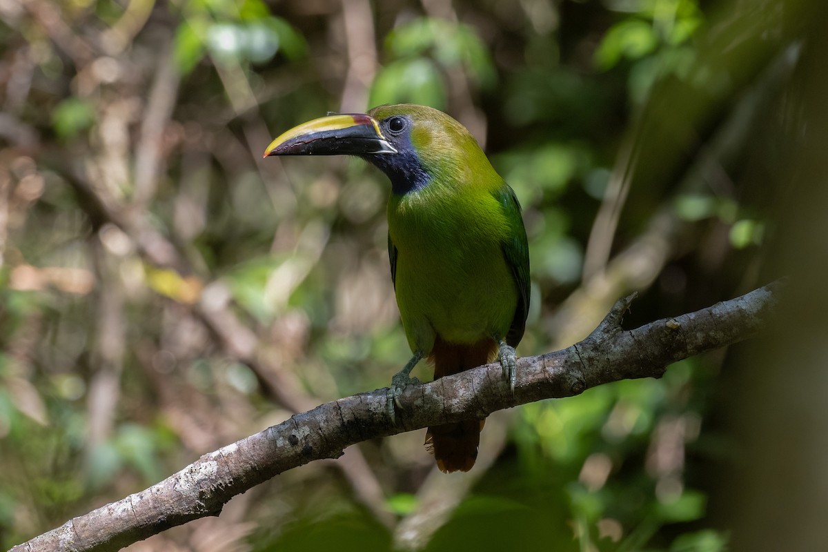 arassari smaragdový - ML633823344