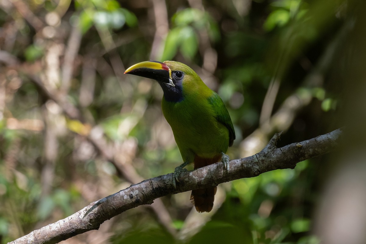 arassari smaragdový - ML633823346