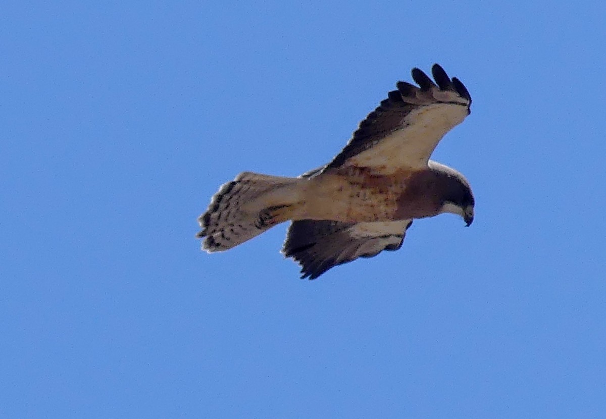 Swainson's Hawk - ML633823367