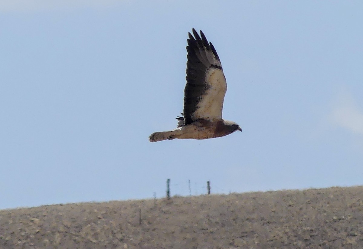 Swainson's Hawk - ML633823368
