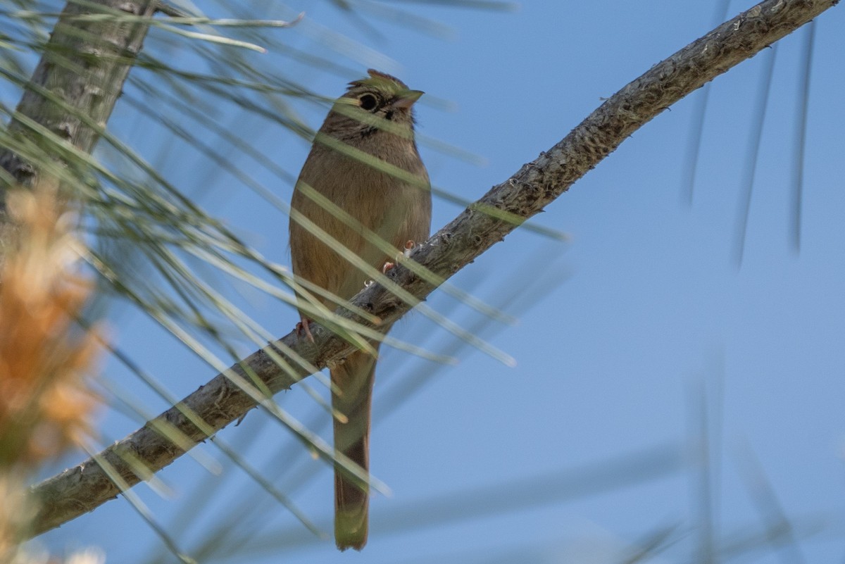 Rufous-crowned Sparrow - ML633823689