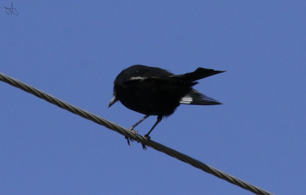 White-winged Black-Tyrant - ML633823814