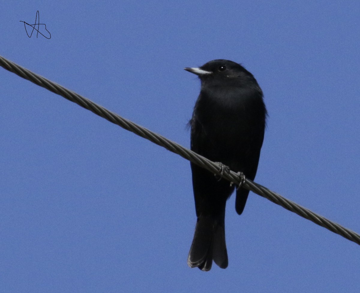 White-winged Black-Tyrant - ML633823833