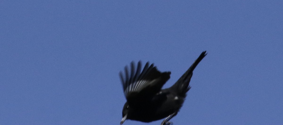 White-winged Black-Tyrant - ML633823846