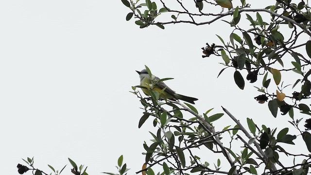 Tropical Kingbird - ML633823982