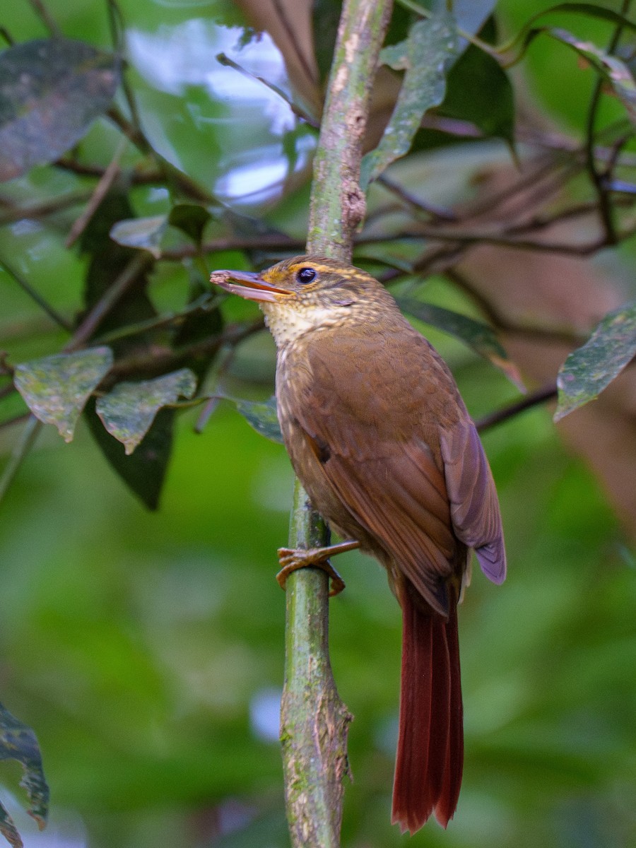 Buff-browed Foliage-gleaner - ML633824053