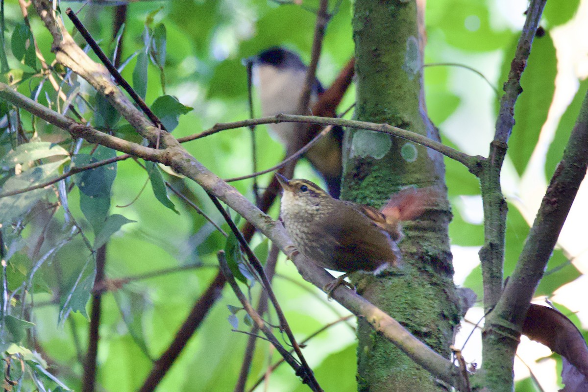 Buff-browed Foliage-gleaner - ML633824054