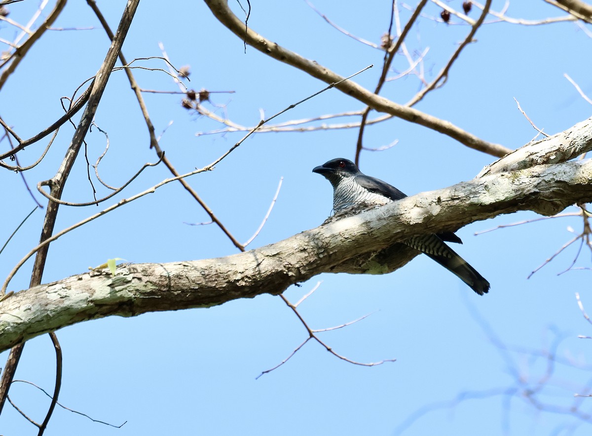 Andaman Cuckooshrike - ML633824088