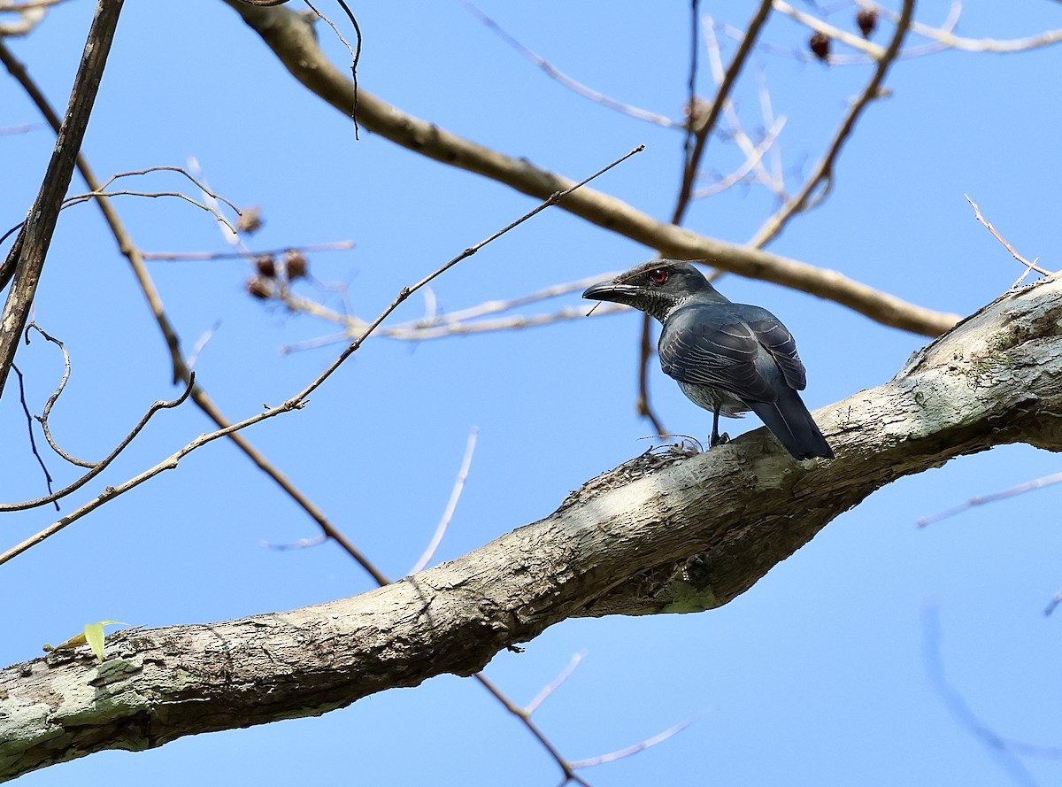 Andaman Cuckooshrike - ML633824089