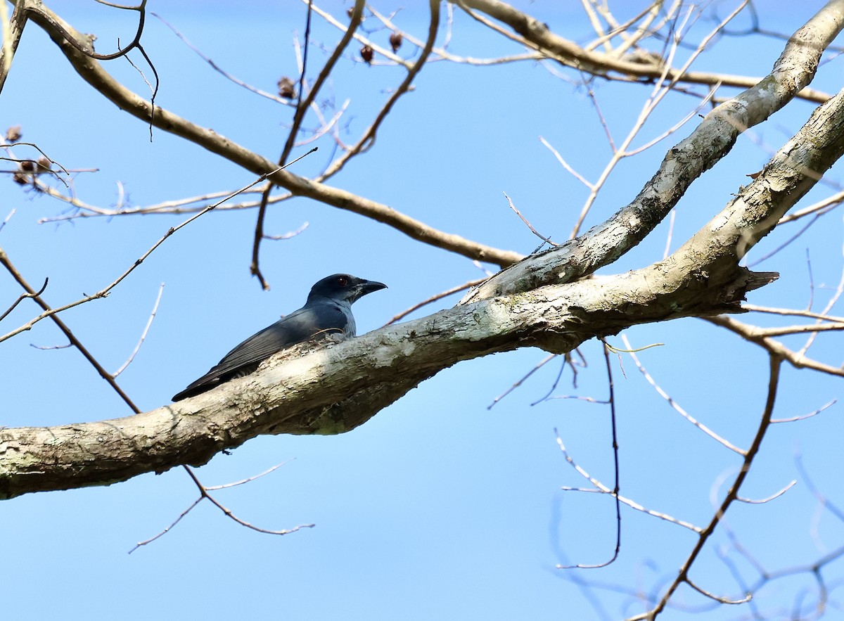 Andaman Cuckooshrike - ML633824090