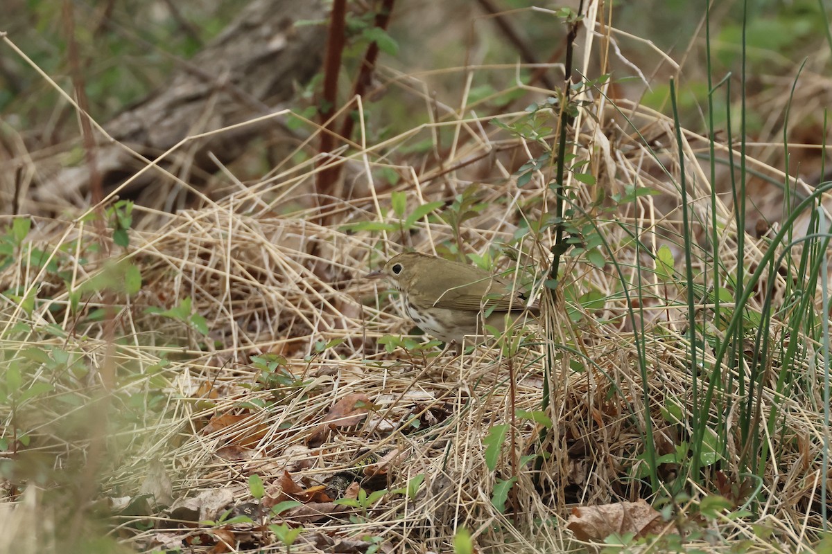 Ovenbird - ML633824144
