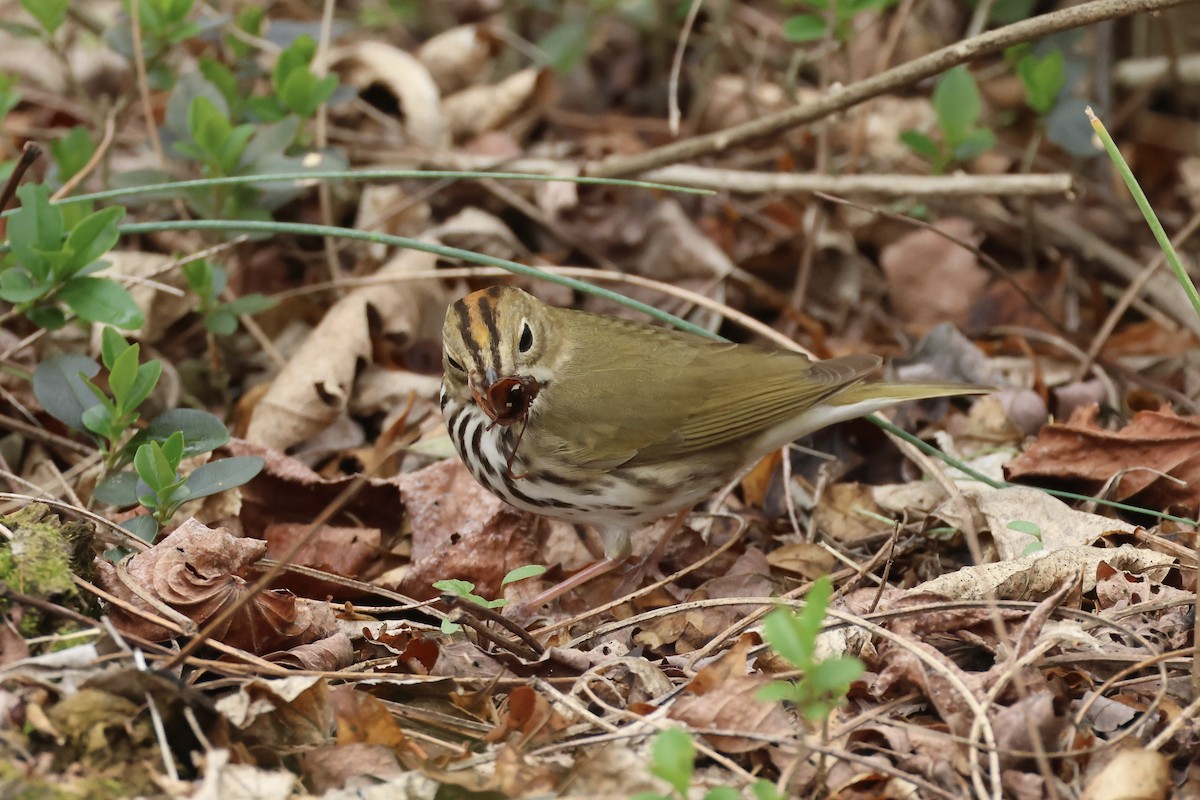 Ovenbird - ML633824151