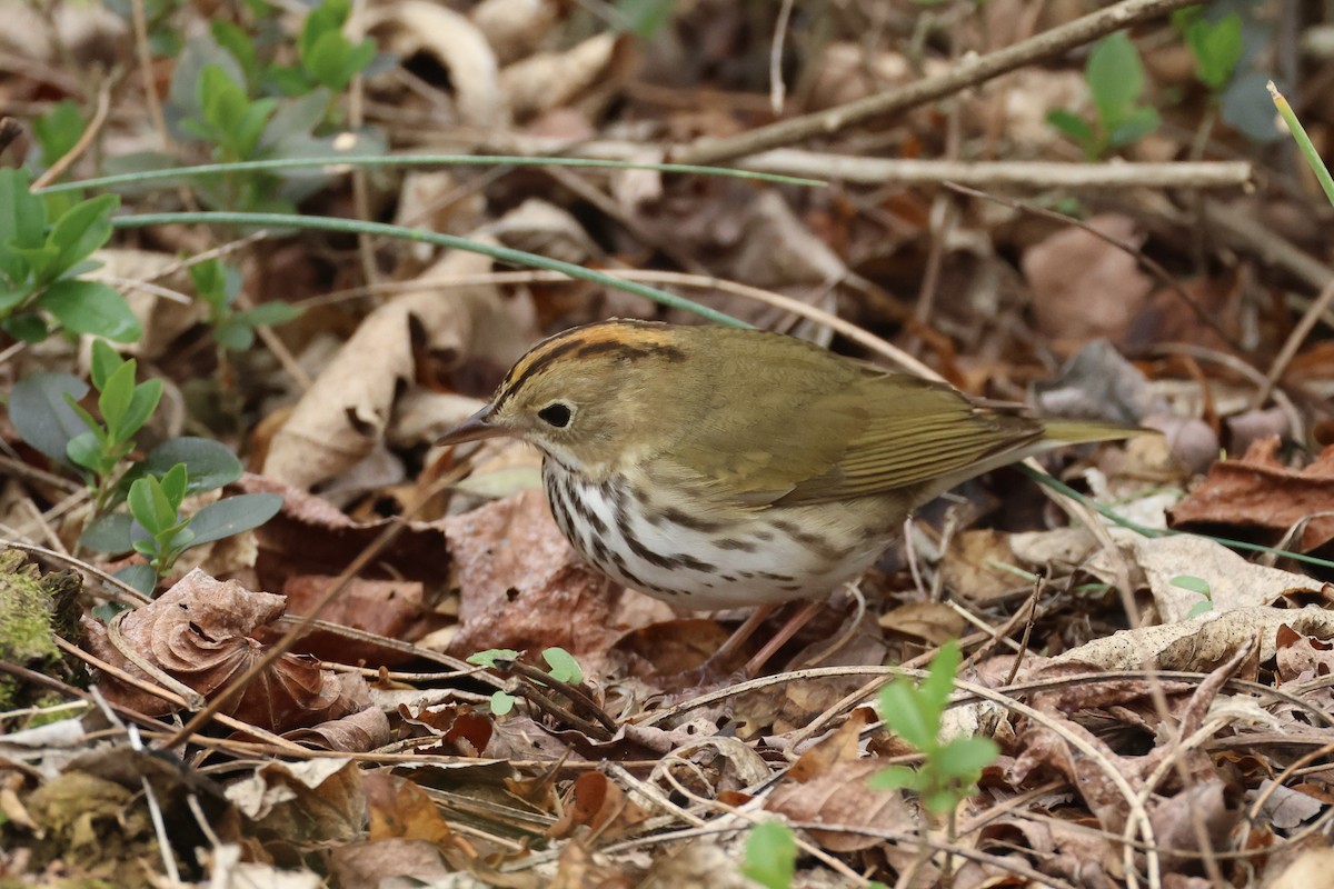 Ovenbird - ML633824154