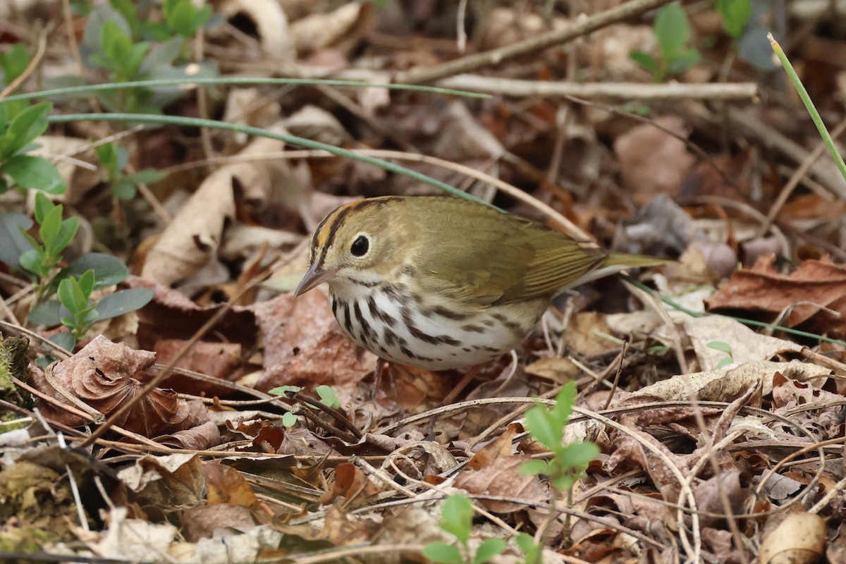 Ovenbird - ML633824158