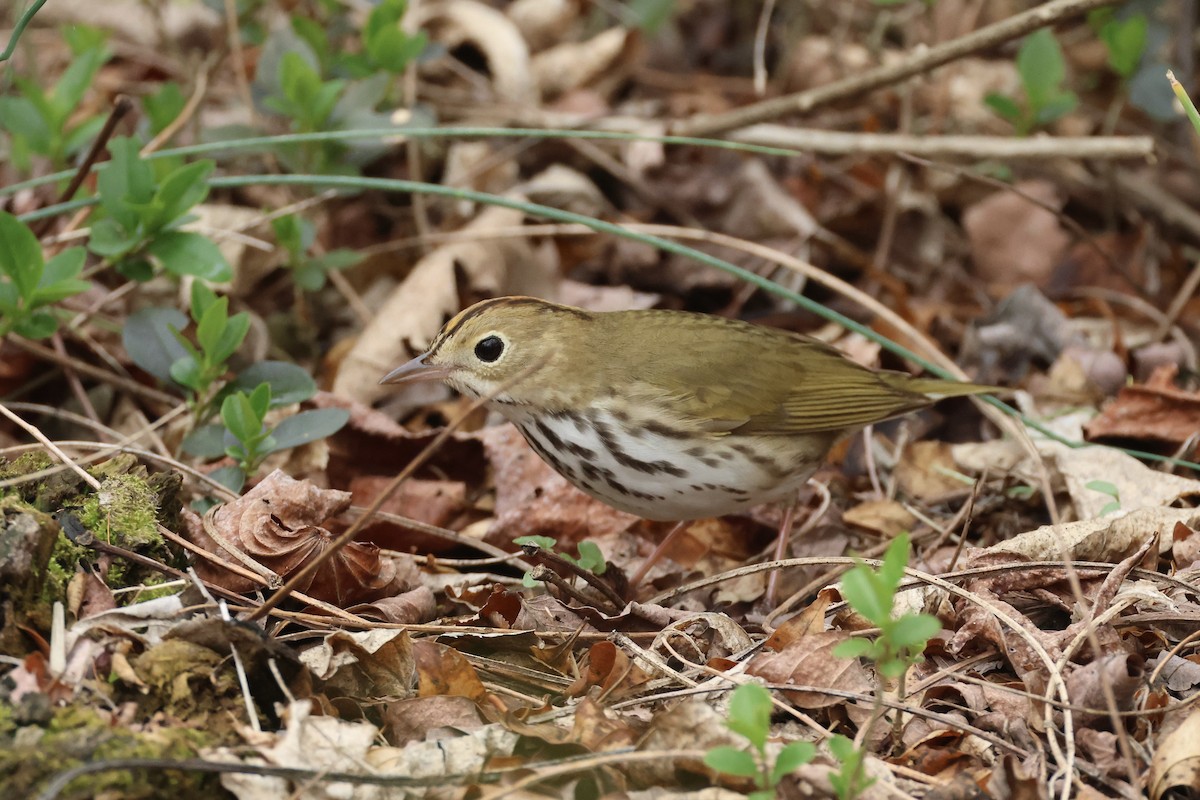 Ovenbird - ML633824159