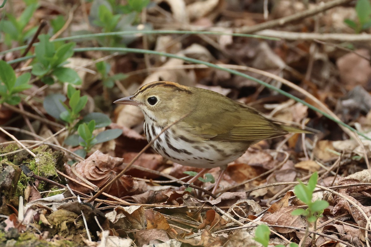 Ovenbird - ML633824169