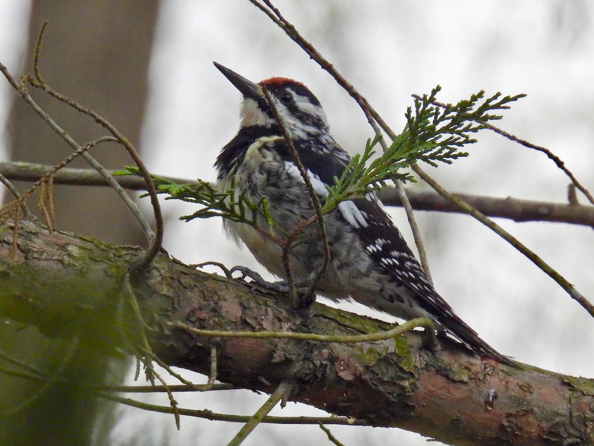 Yellow-bellied Sapsucker - ML633824287