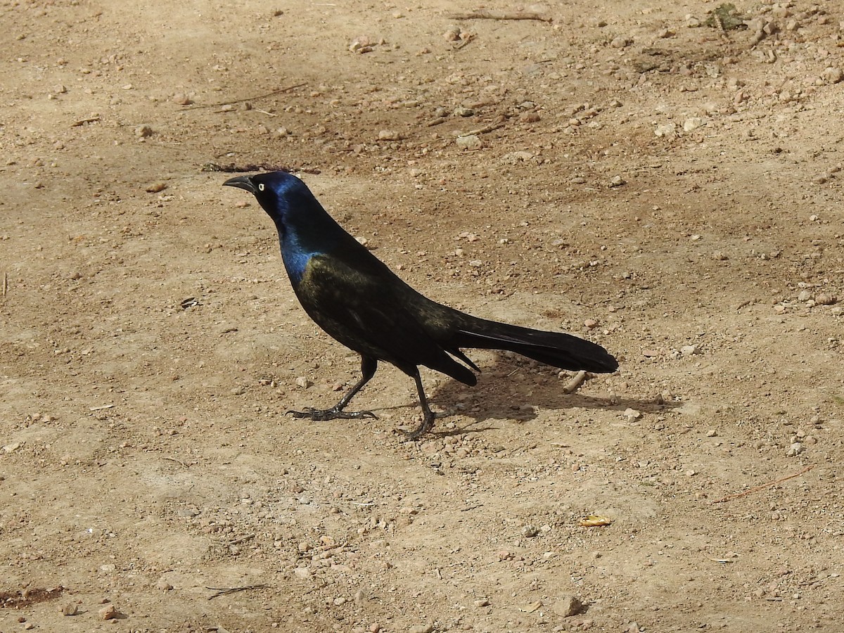 Common Grackle - ML633824367