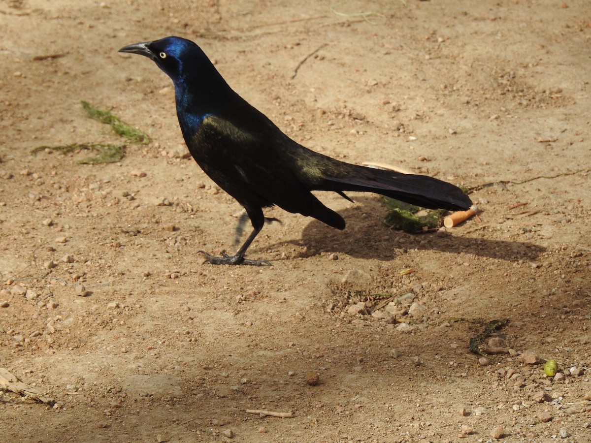 Common Grackle - ML633824374
