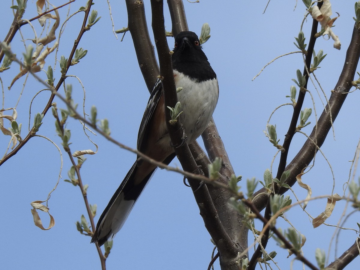 Spotted Towhee - ML633824456