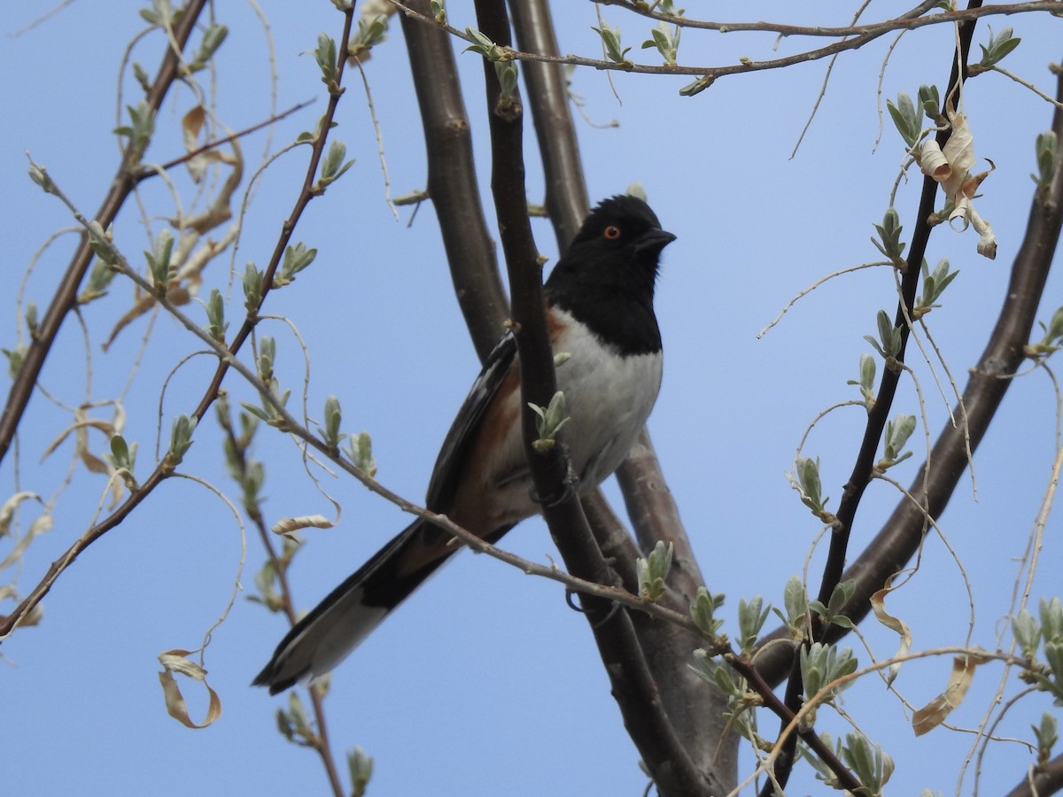 Spotted Towhee - ML633824470