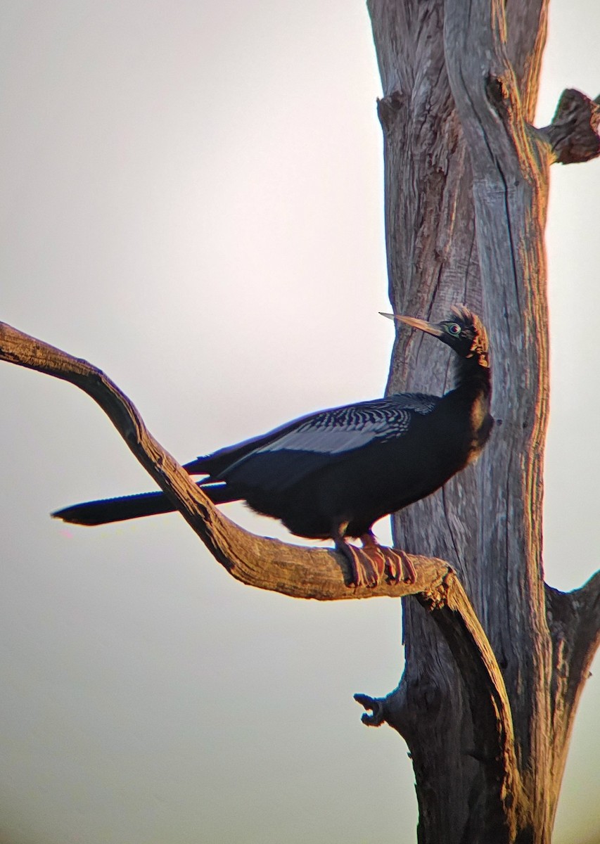 anhinga americká - ML633824506