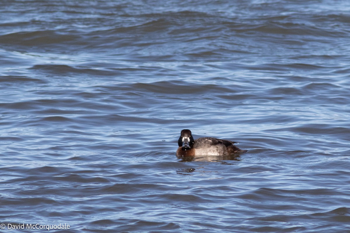 Greater Scaup - ML633824516