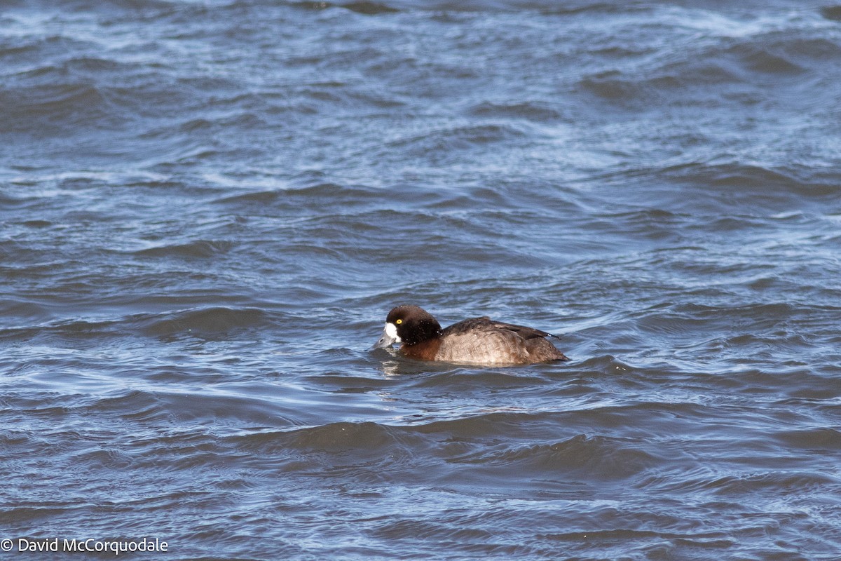 Greater Scaup - ML633824517