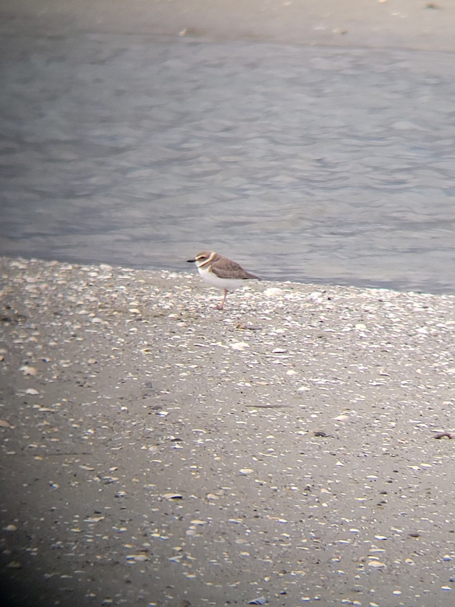 Wilson's Plover - ML633824626