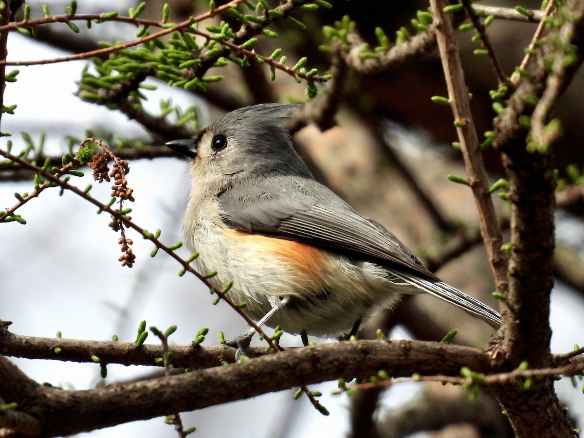 Tufted Titmouse - ML633824841