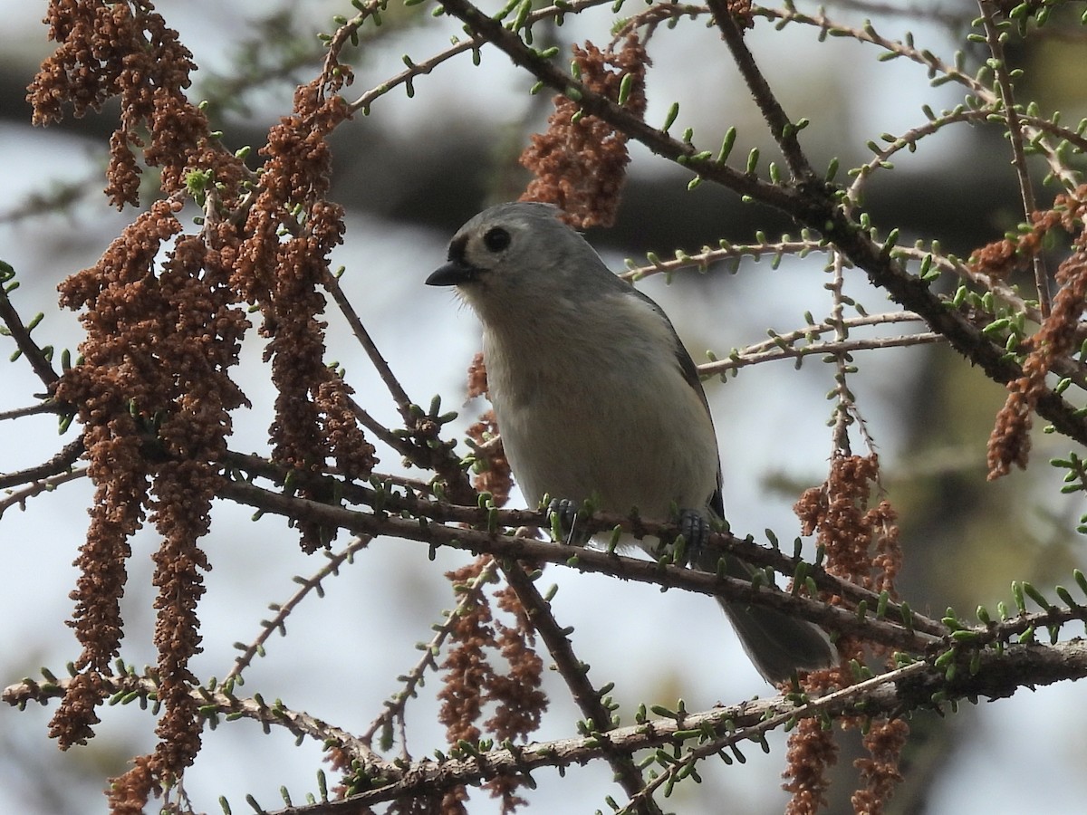 Tufted Titmouse - ML633824848