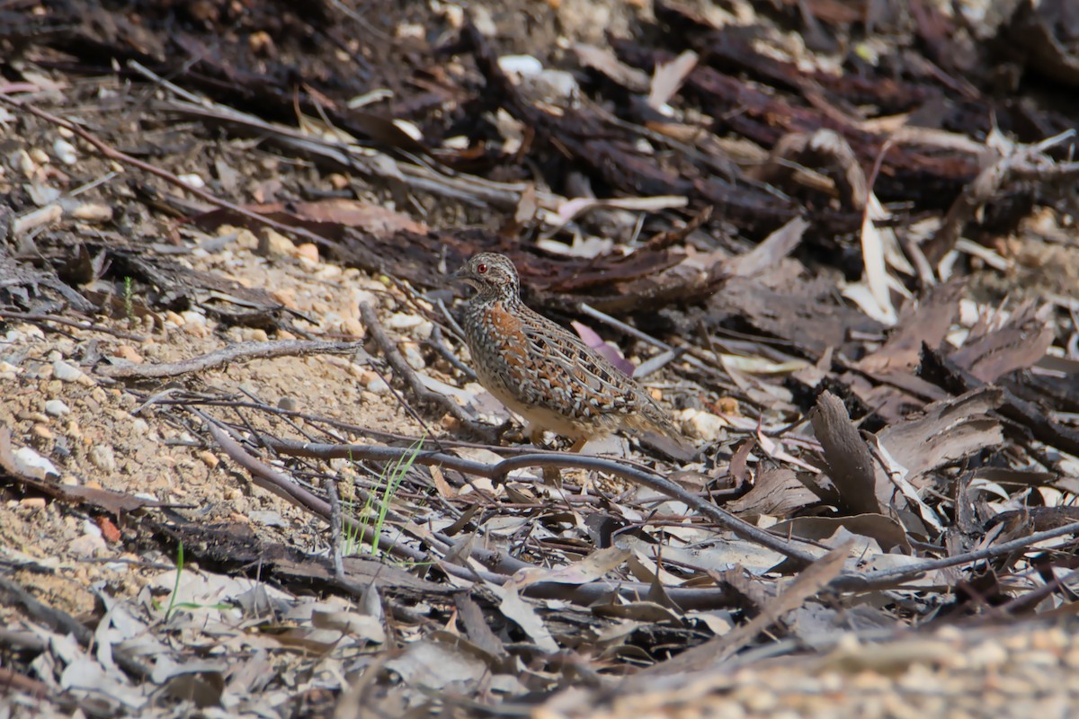 Painted Buttonquail - ML633824864