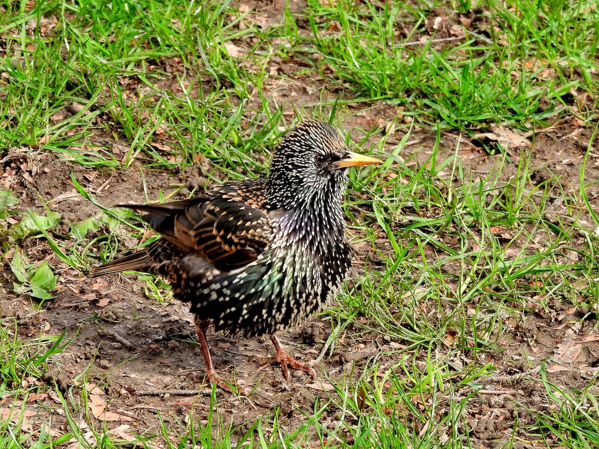 European Starling - ML633824885