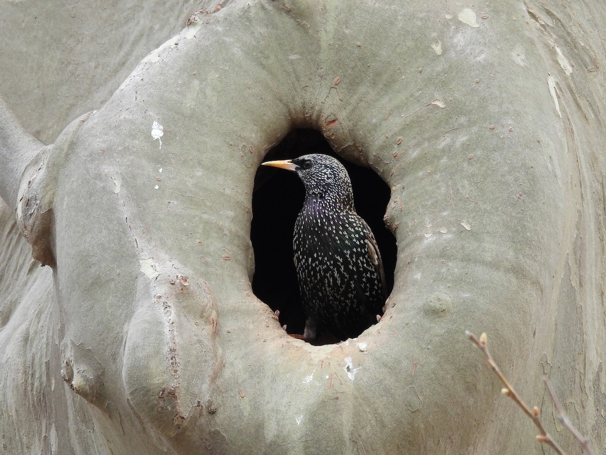 European Starling - ML633824909