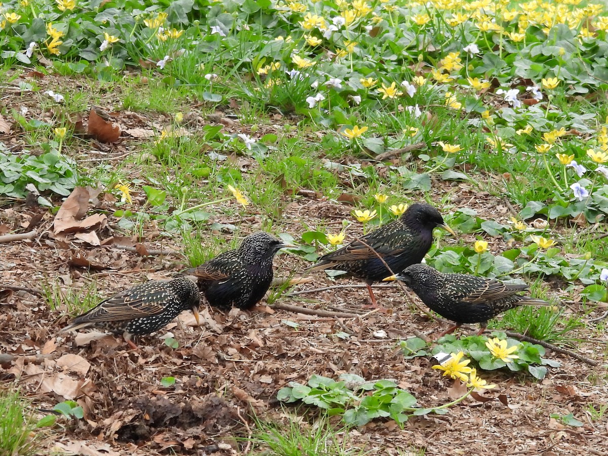 European Starling - ML633824919
