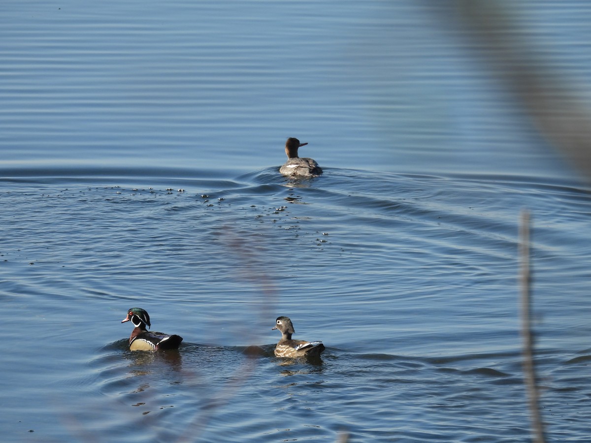 eBird Checklist - 13 Apr 2025 - Chautauqua Lake WMA--Cheney Farm - 39 ...