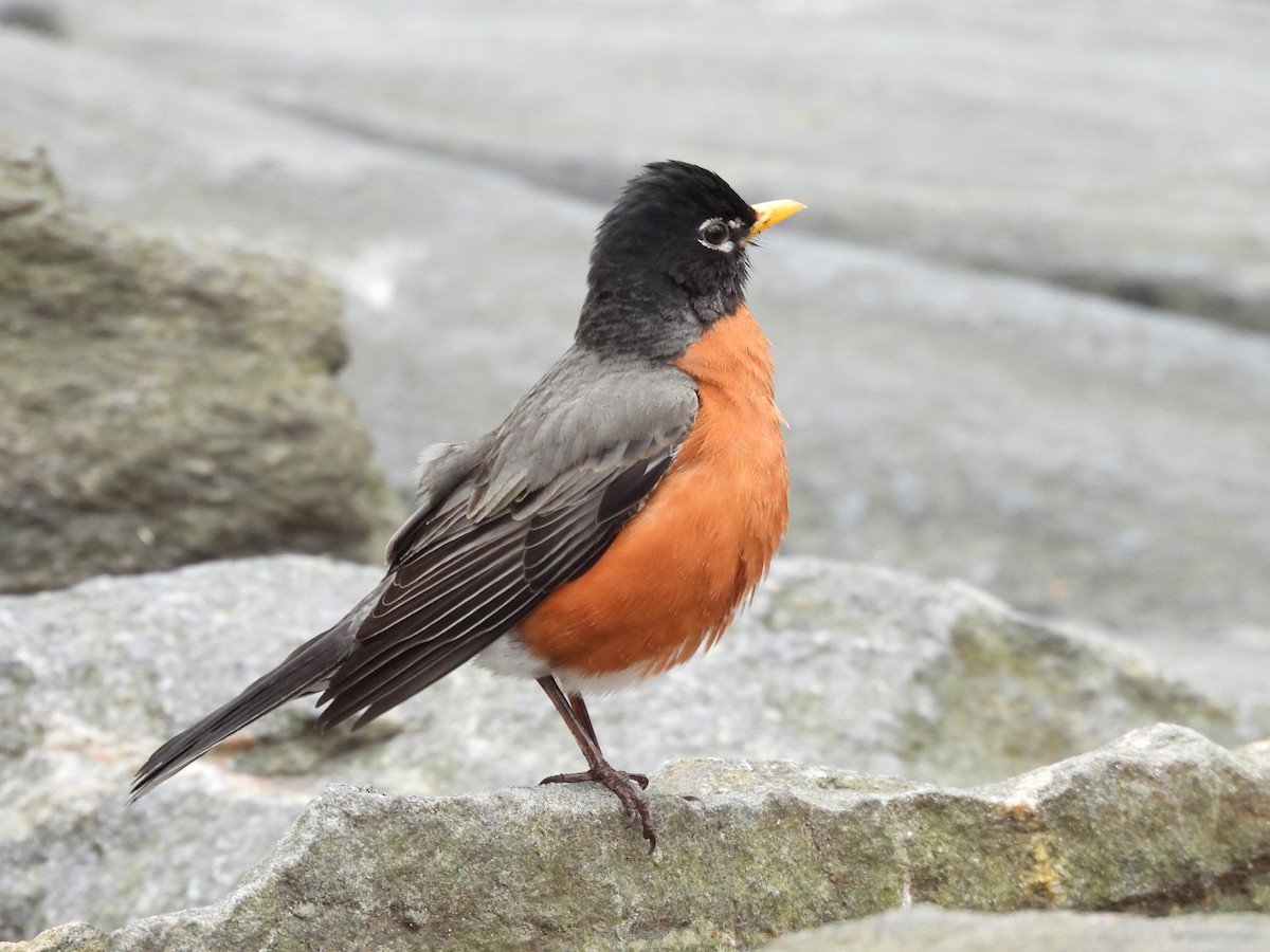 American Robin - ML633825023