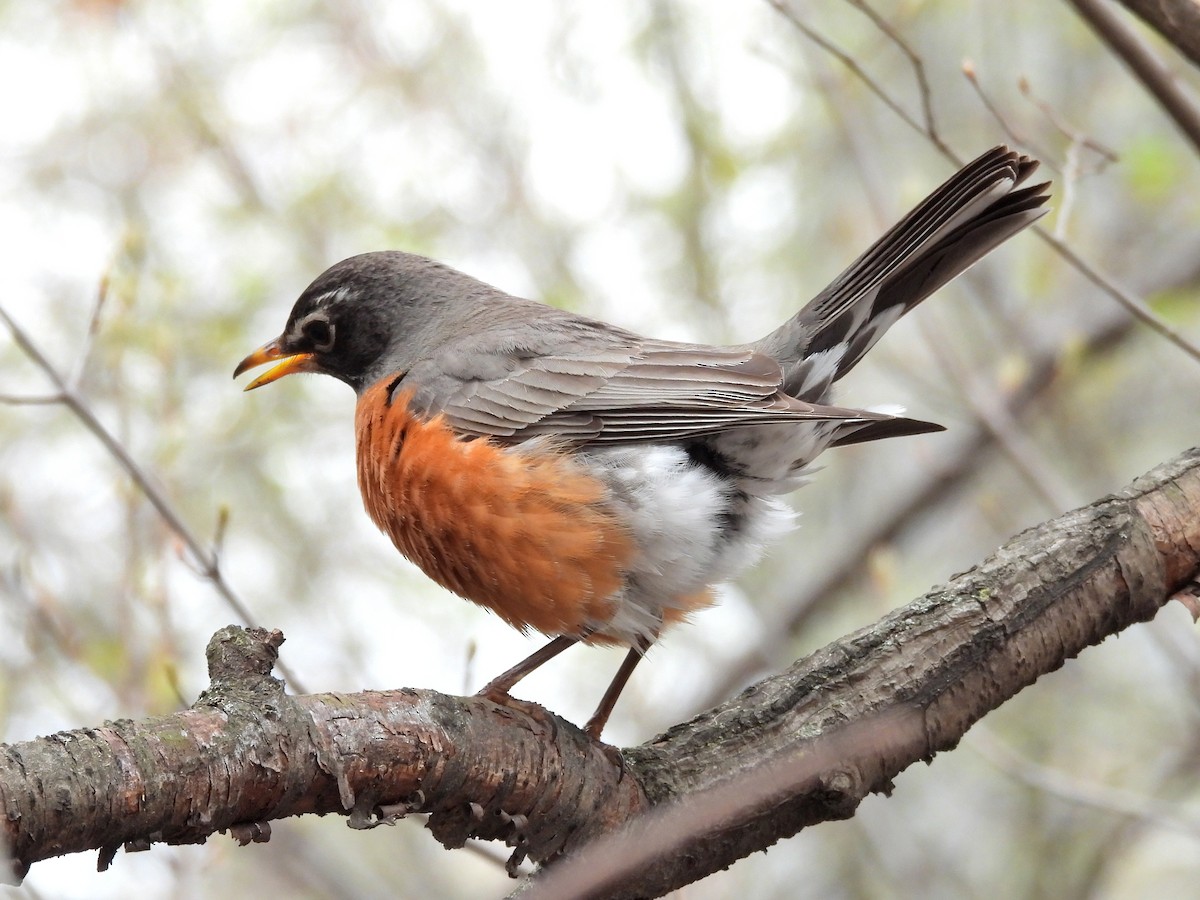 American Robin - ML633825031